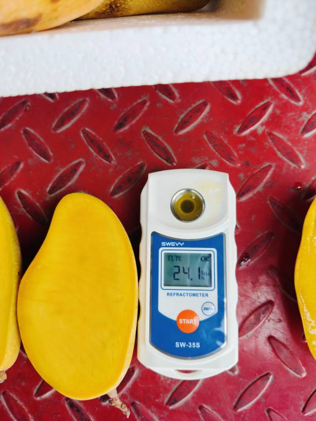 500g±20g/份 | 海南小台芒（轻微花皮）