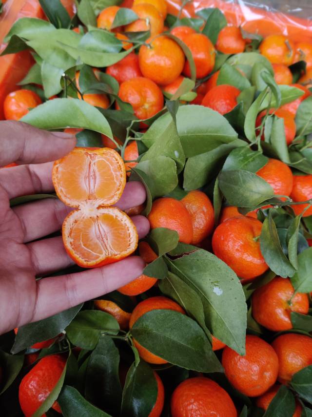 广西二级沙糖橘约1斤