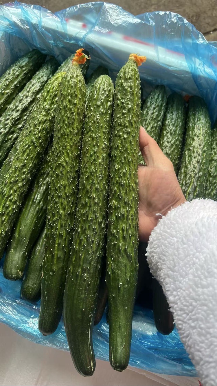 【江山如此多娇】元谋一级干花黄瓜约1斤
