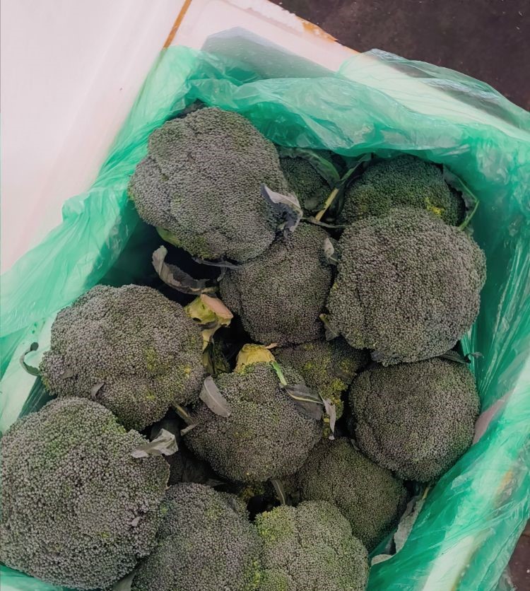 500g±50g/份 | 新鲜本地西兰花（鲜切）网套保护