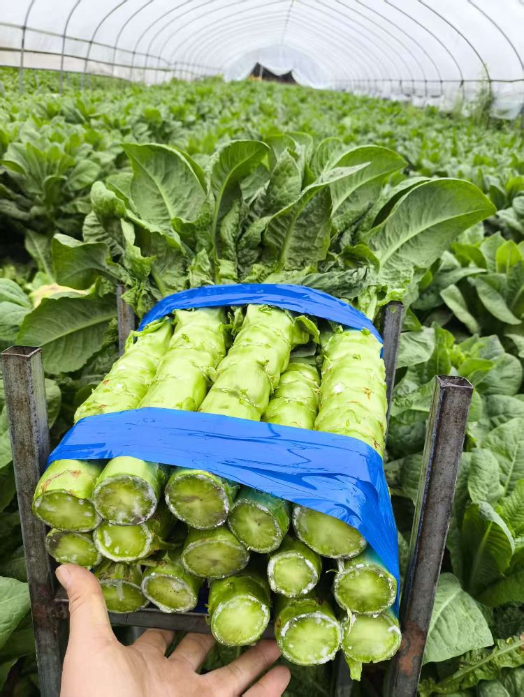 700g~900g/份 | 莴笋杆