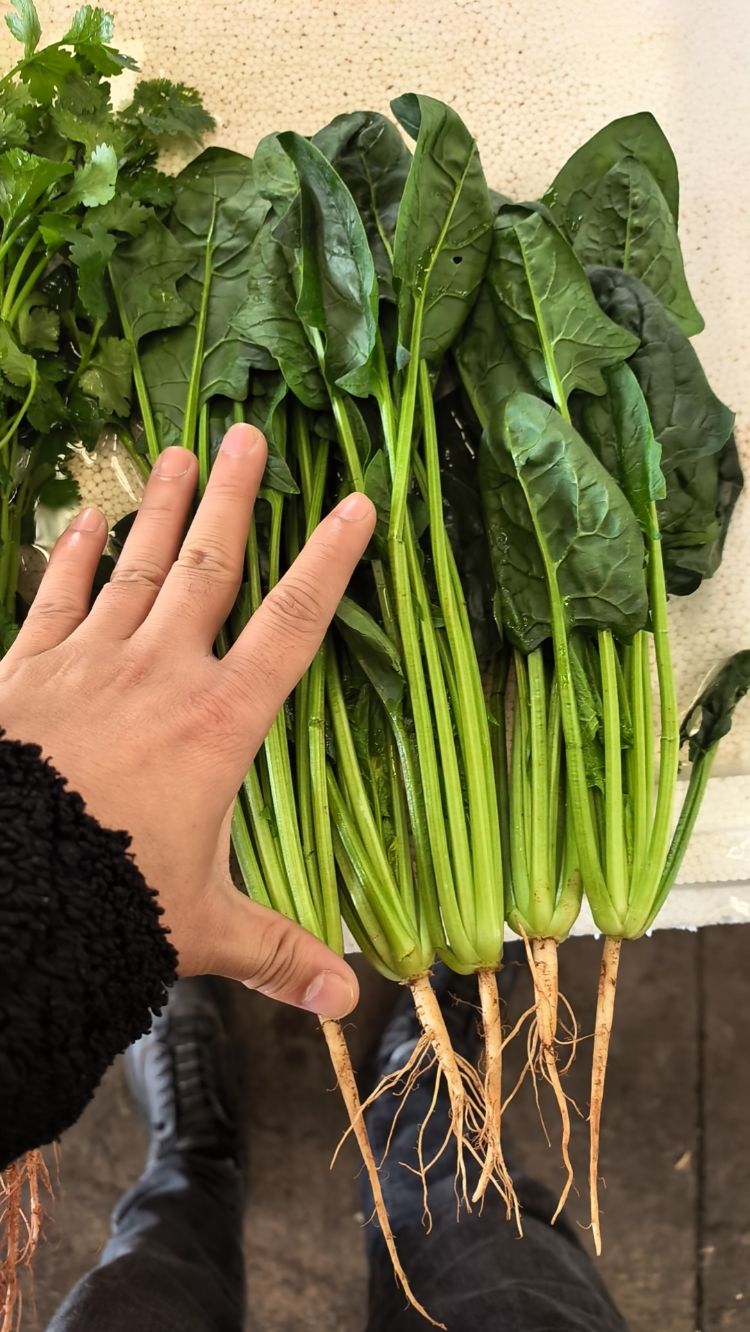 春菜鲜嫩菠菜约1斤