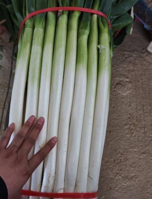 500g/份 | 新鲜河南大葱蔬菜