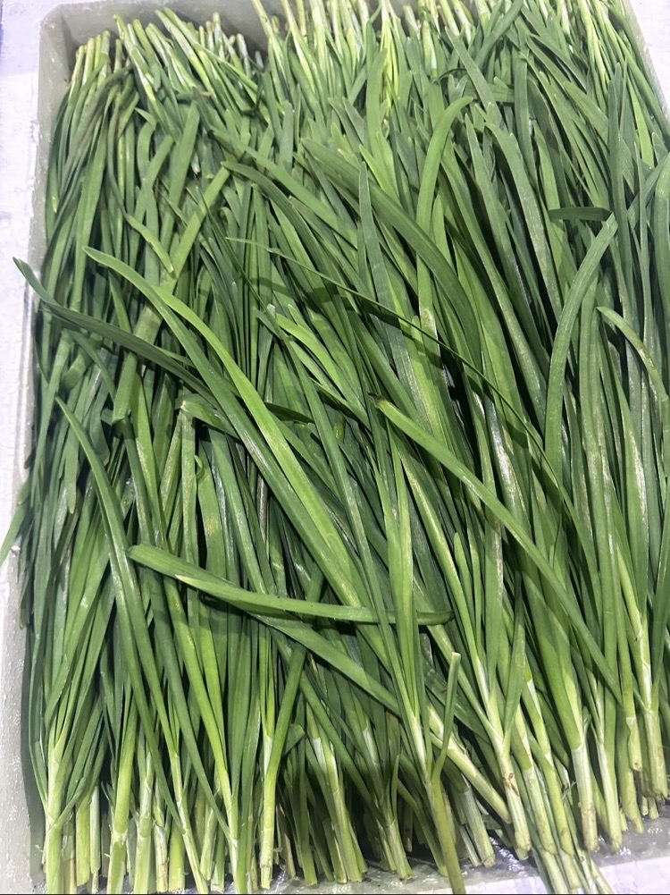 春菜新鲜韭菜约500g应季新出