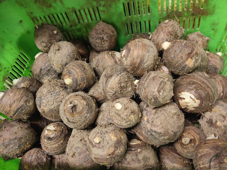 云南紫杆香芋约2斤